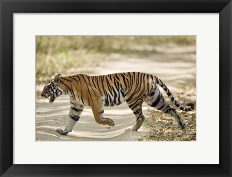 Framed Bengal Tiger (Panthera tigris tigris) walking in a forest, Bandhavgarh National Park, Umaria District, Madhya Pradesh, India Print