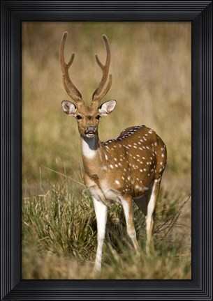Framed Spotted deer (Axis axis) in a forest, Bandhavgarh National Park, Umaria District, Madhya Pradesh, India Print