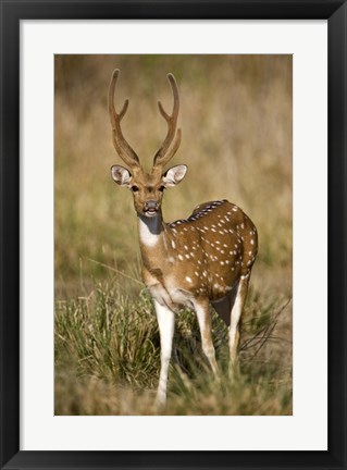 Framed Spotted deer (Axis axis) in a forest, Bandhavgarh National Park, Umaria District, Madhya Pradesh, India Print