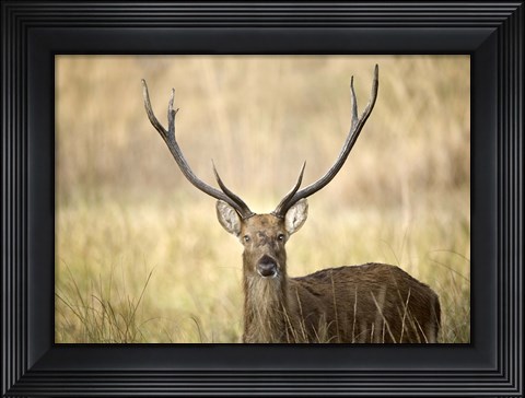 Framed Close-up of a Swamp deer (Rucervus duvaucelii), Kanha National Park, Madhya Pradesh, India Print