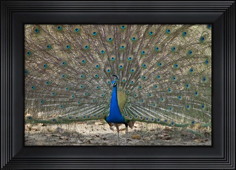 Framed Peacock displaying its plumage, Bandhavgarh National Park, Umaria District, Madhya Pradesh, India Print