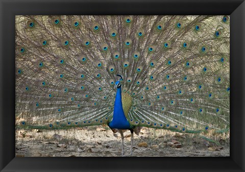 Framed Peacock displaying its plumage, Bandhavgarh National Park, Umaria District, Madhya Pradesh, India Print