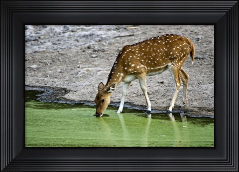 Framed Spotted deer (Axis axis) drinking water from a lake, Bandhavgarh National Park, Umaria District, Madhya Pradesh, India Print