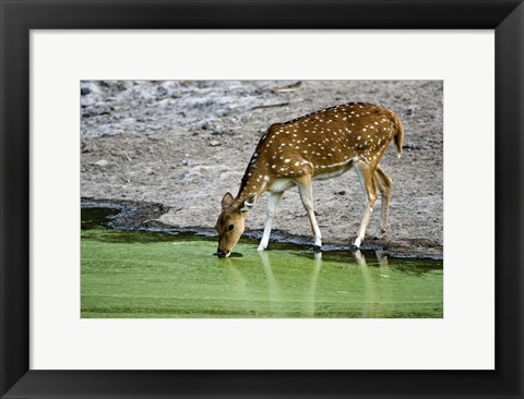 Framed Spotted deer (Axis axis) drinking water from a lake, Bandhavgarh National Park, Umaria District, Madhya Pradesh, India Print