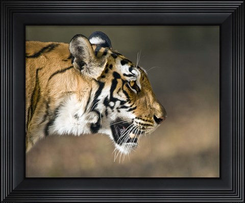 Framed Close-up of a Bengal tiger (Panthera tigris tigris), Bandhavgarh National Park, Umaria District, Madhya Pradesh, India Print