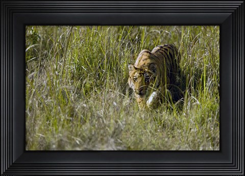 Framed Bengal Tiger (Panthera tigris tigris) cub walking in a forest, Bandhavgarh National Park, Umaria District, Madhya Pradesh, India Print