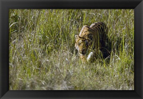 Framed Bengal Tiger (Panthera tigris tigris) cub walking in a forest, Bandhavgarh National Park, Umaria District, Madhya Pradesh, India Print