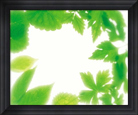 Framed Frame of Fresh Green Leaves on Shiny Background Print
