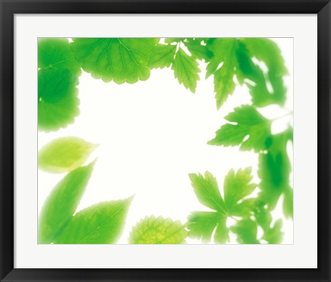 Framed Frame of Fresh Green Leaves on Shiny Background Print