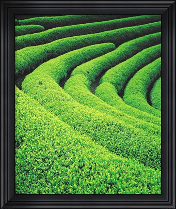 Framed Tea Plantation Print