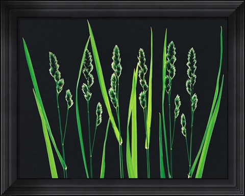 Framed Green Grass Reeds on Black Background Print