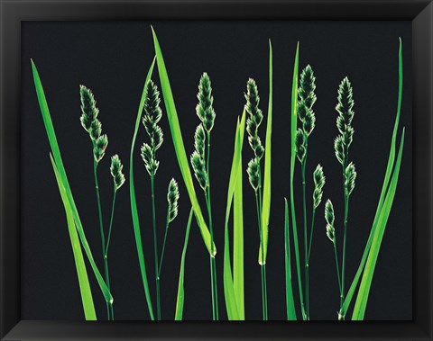 Framed Green Grass Reeds on Black Background Print