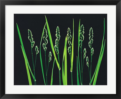 Framed Green Grass Reeds on Black Background Print