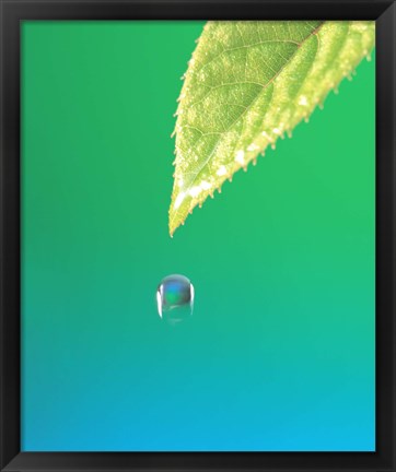 Framed Droplet Falling From Green Leaf with Green and Teal Colored Background Print