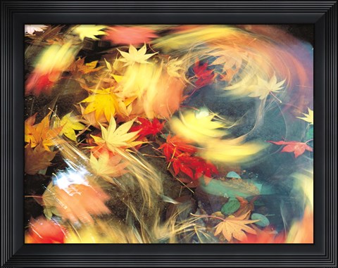 Framed Maple Leaves, Blurred Motion Print