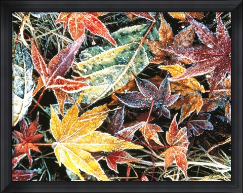Framed Close Up Fallen Maple Leaves Print