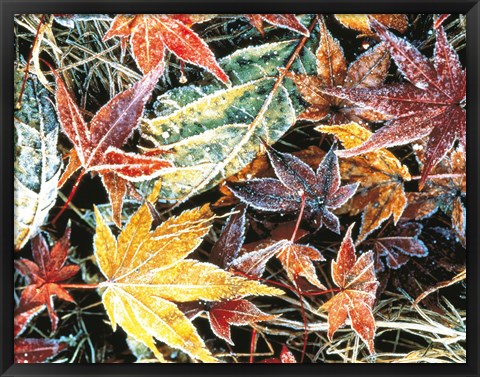 Framed Close Up Fallen Maple Leaves Print