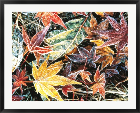 Framed Close Up Fallen Maple Leaves Print