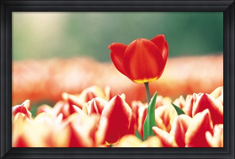 Framed Close Up Of Flower Head Rising From Flowerbed Print