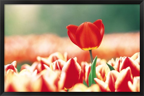 Framed Close Up Of Flower Head Rising From Flowerbed Print