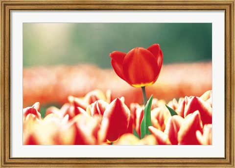 Framed Close Up Of Flower Head Rising From Flowerbed Print