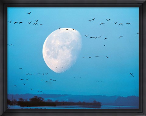 Framed Migrating Birds in Blue Sky with Half Moon Print