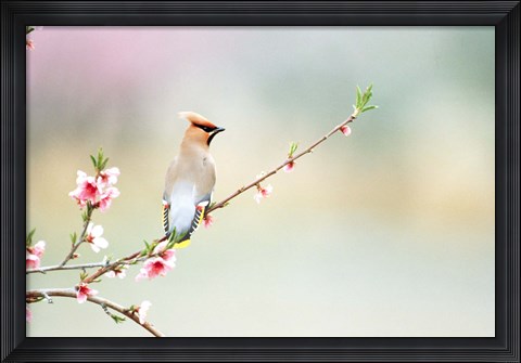 Framed Rear View of Bird Perching On Branch Print