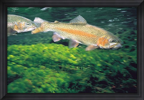 Framed Two Fishes Swimming Underwater Print