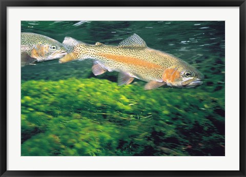 Framed Two Fishes Swimming Underwater Print