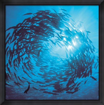 Framed Fishes swarm underwater Print