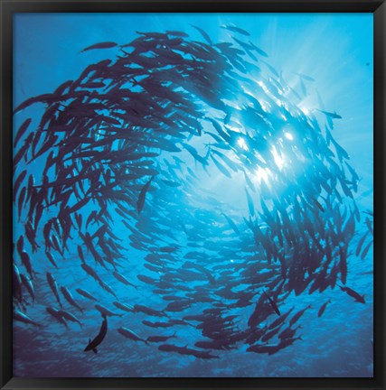 Framed Fishes swarm underwater Print