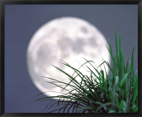 Framed Grass blades With Full Moon in Background Print