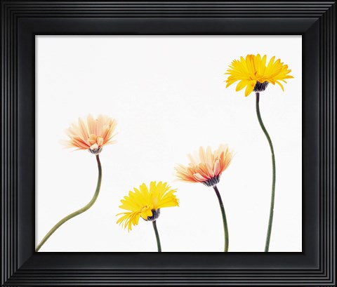Framed Four Yellow and Pink Daisies on White Background Print