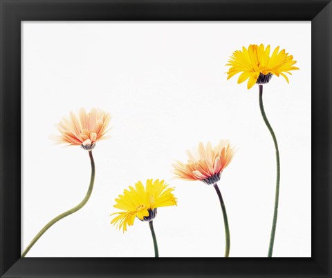 Framed Four Yellow and Pink Daisies on White Background Print