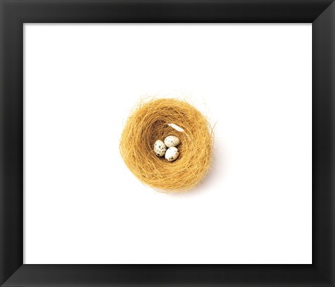 Framed Three Eggs in Nest Illustrated On White Background Print