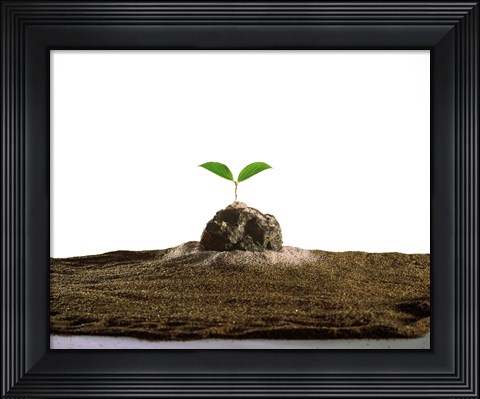 Framed New Plant Growing On Sand against White Background Print