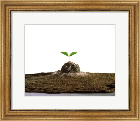 Framed New Plant Growing On Sand against White Background Print