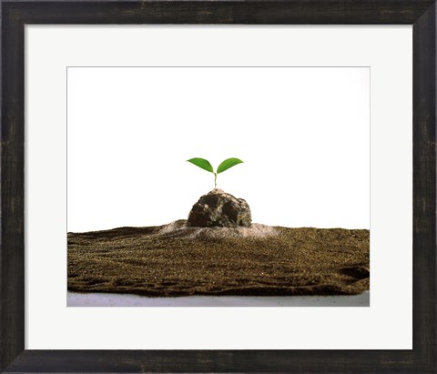 Framed New Plant Growing On Sand against White Background Print