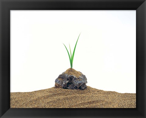 Framed Grass Growing From Stone Settled In Sand Print