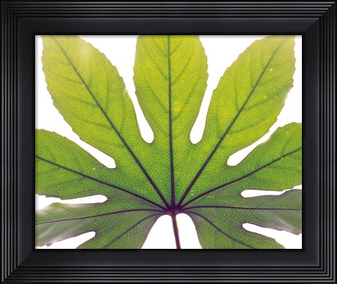 Framed Close up of Leaf vein Print