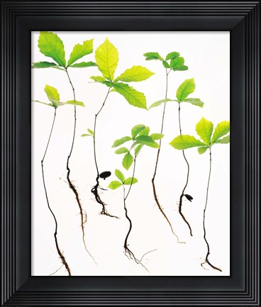 Framed Saplings with Root on White Background Print