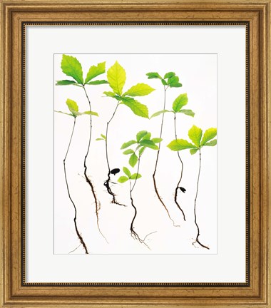 Framed Saplings with Root on White Background Print