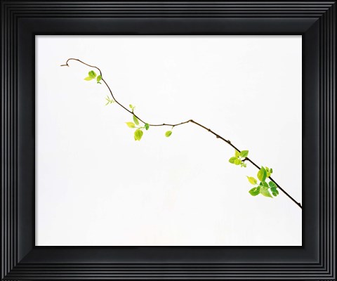 Framed Tree Branch on Whitish Background Print