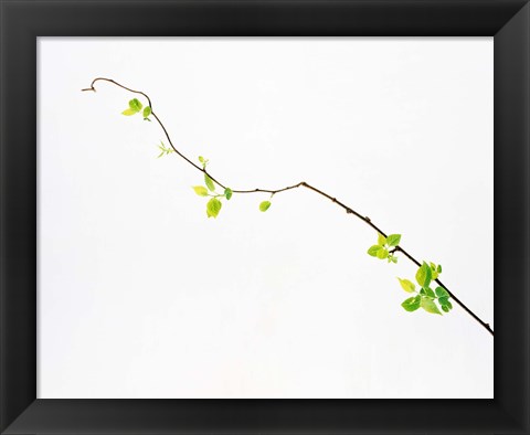 Framed Tree Branch on Whitish Background Print