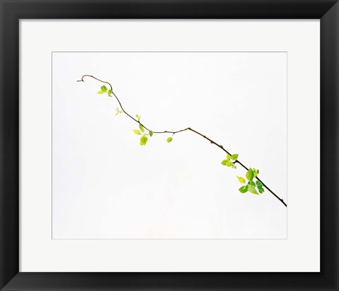 Framed Tree Branch on Whitish Background Print