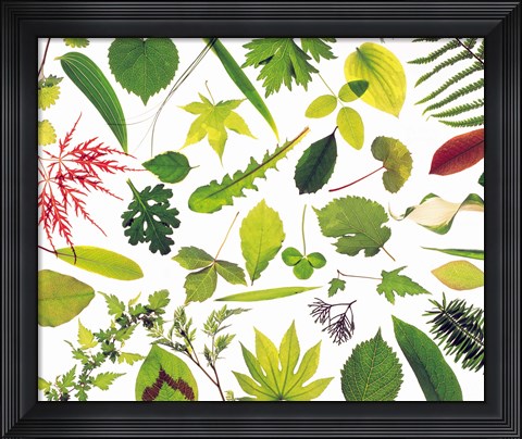 Framed Various Leaves on White Background Print