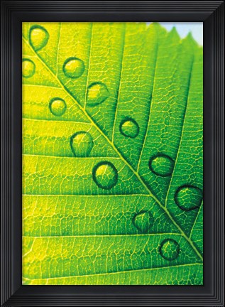 Framed Extreme Close Up of Leaf Vein with Droplets Print