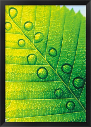 Framed Extreme Close Up of Leaf Vein with Droplets Print