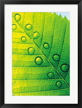 Framed Extreme Close Up of Leaf Vein with Droplets Print