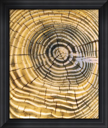 Framed Age Rings of Tree Trunk Print